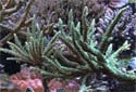 Click for more info on Antler Coral