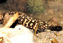 Click to learn about Venomous Lizards