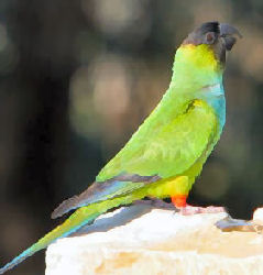 Picture of a Nanday Conure or Black-hooded Parakeet