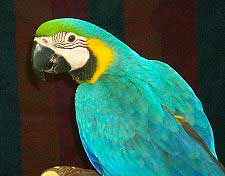 Picture of a Blue and Gold Macaw Ara ararauna