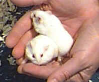 Albino Russian Dwarf Hamsters