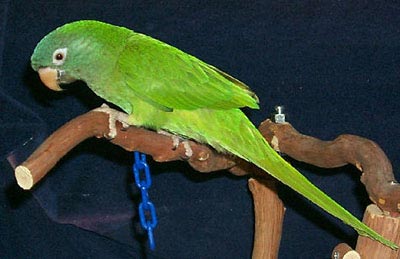 Juvenile Blue-crowned Conure or Sharp-tailed Conure
