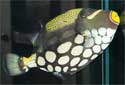Click to learn about Triggerfish