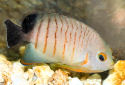 Click for more info on Eibli's Angelfish