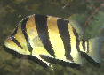 Click for more info on Siamese Tiger Fish