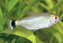Click for more info on Red Eye Tetra