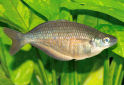 Click for more info on Sepik Rainbowfish