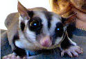 Click to learn about Sugar Gliders