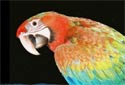 Click for more info on Tropicana Macaw