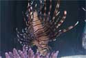 Click to learn about Lionfish